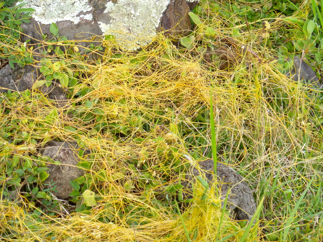 cuscuta sandwichiana, cuscuta campestris, kuana'oa, dodder, yellow stringy plant, parasitic plant, Hawaii, endemic plant