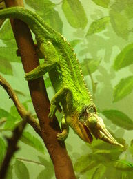 Jackson's chameleon, Chamaeleo jacksonii xantholophus, reptile, hawaii, three horns, horned chameleon, exotic species, tree snail, predation