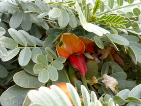 'Ohai, Sesbania tomentosa, endemic plant, Hawaii, Kaena point, coastal plant, red flower, grey leaves, pea family