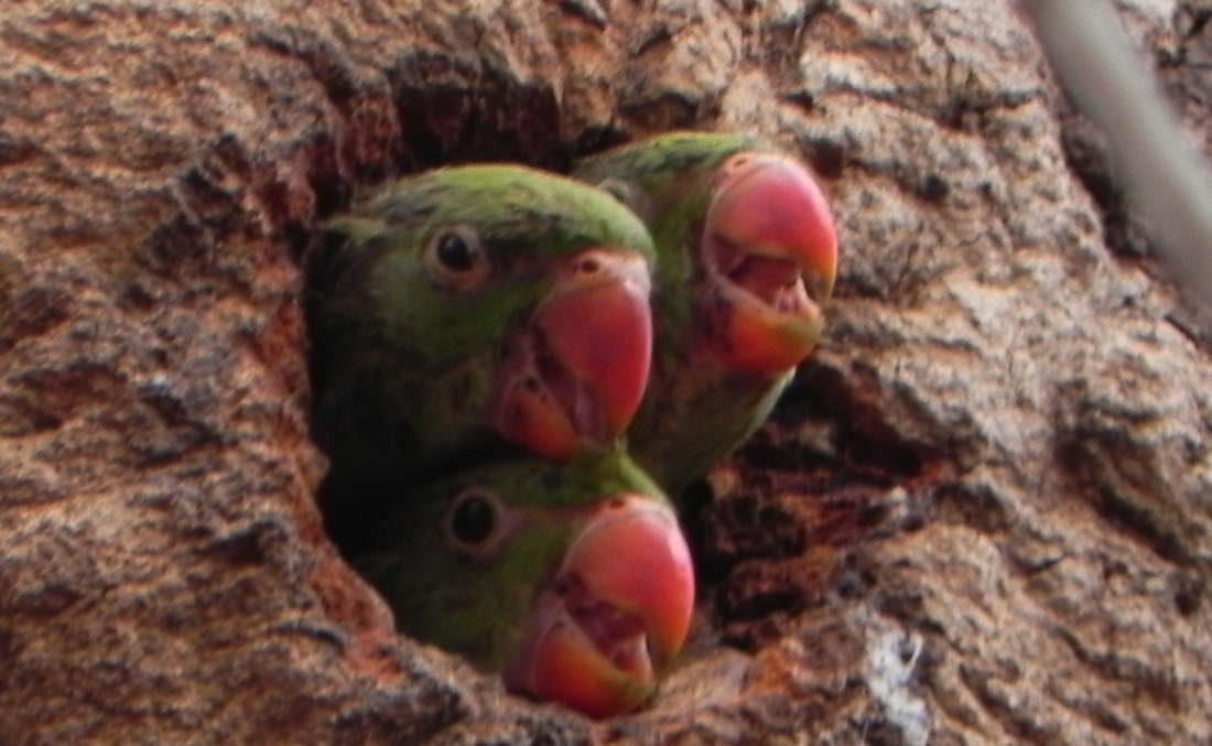 A Rose Ring Parakeet Bird Perched on a Tree Trunk · Free Stock Photo