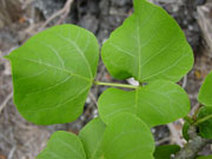 wiliwili, kahoolawe, Erythrina sandwicensis, endemic plants, dryland forests, 