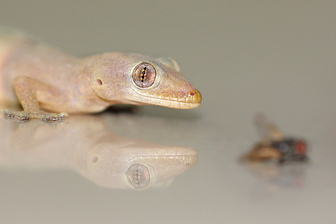 house gecko, lizard, hawaii, nature,Hemidactylus frenatus 