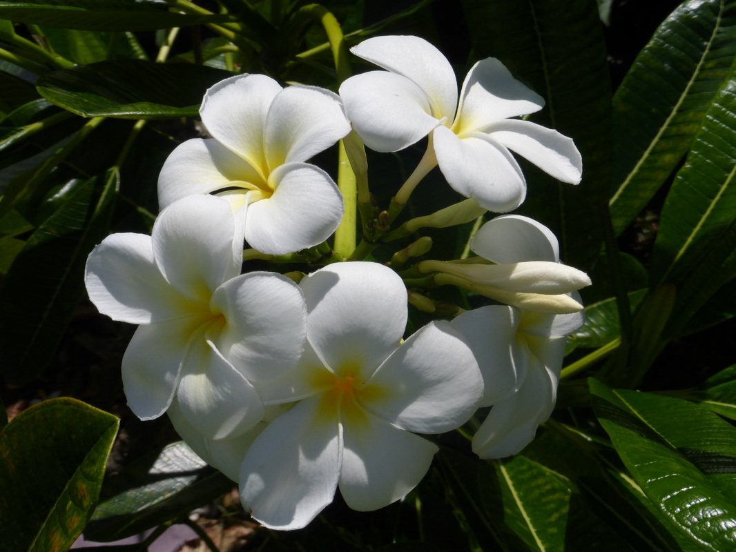 is allamanda poisonous to dogs