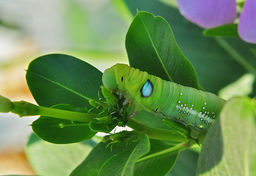 Oleander hawk moth, army moth, army green moth, Daphnis nerii, Hawaii, Maui, big moth, green caterpillar, blue eyespots, eyespots
