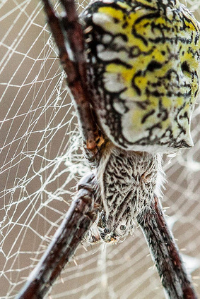 Argiope appensa, garden spider, Hawaii, Hawaiian garden spider, big yellow and black spider, spider web, pattern in web