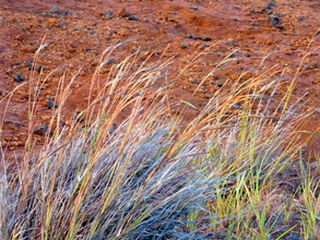 grasses, Hawaii, Heteropogon contortus, pili grass, round stems