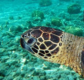 green sea turtle, honu,  chelonia mydas, reptile, marine, migration, French Frigate Shoals, hatchlings, herbivore