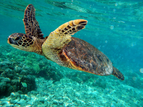 green sea turtle, honu,  chelonia mydas, reptile, marine, migration, French Frigate Shoals, hatchlings, herbivore