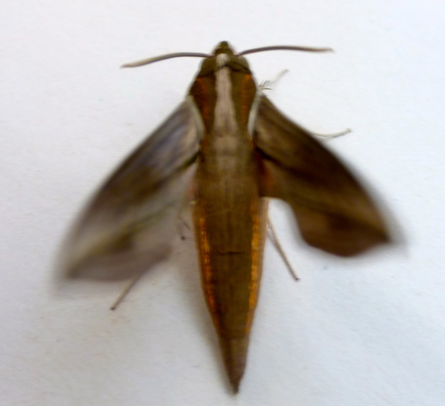Vine Hawk Moth, Hawaii, Moth, caterpillar, Hippotion rosetta, sphinx moth, brown caterpillar, eyespots, spike, tail horn, pentas, pupa, cocoon,