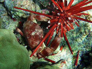 red slate pencil urchin, Heterocentrotus mammillatus, marine invertebrate, sea urchin, echinoderm, urchin predator, red urchin