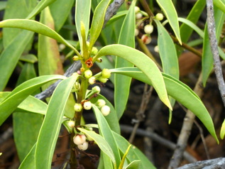 Naio, myoporum sandwicense, false sandalwood, bastard sandalwood, xeric, flowers near branch, enemic plant, Hawaii, coastal shrub